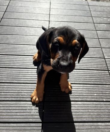 Zwei bezaubernde Beagle-Pinscher-Mischlinge suchen ihr Zuhause