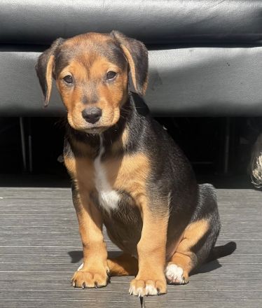 Zwei bezaubernde Beagle-Pinscher-Mischlinge suchen ihr Zuhause