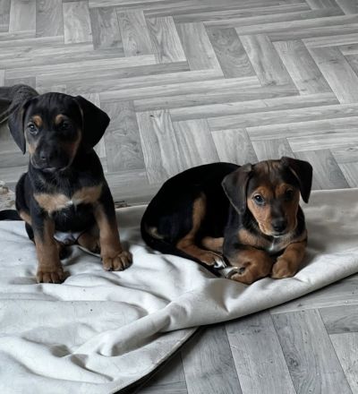 Zwei bezaubernde Beagle-Pinscher-Mischlinge suchen ihr Zuhause