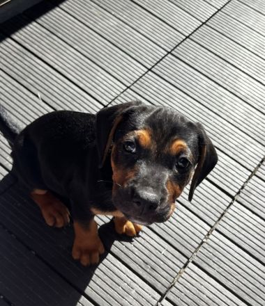Zwei bezaubernde Beagle-Pinscher-Mischlinge suchen ihr Zuhause