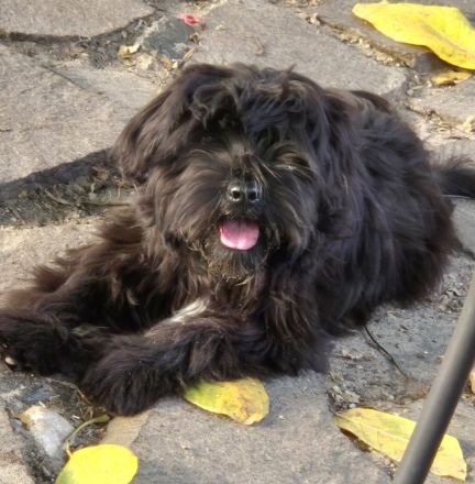 Älterer Tibet Terrier Rüde sucht...