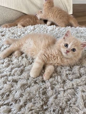 BLH Kitten Katzen Kater Creme  Katze