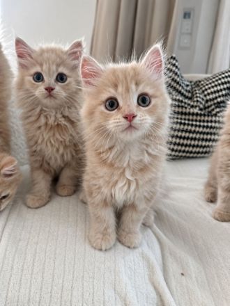 BLH Kitten Katzen Kater Creme  Katze