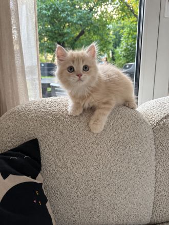 BLH Kitten Katzen Kater Creme  Katze