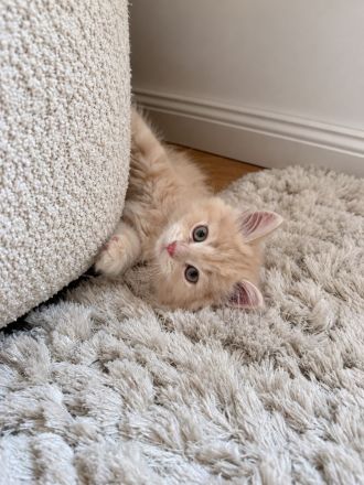 BLH Kitten Katzen Kater Creme  Katze