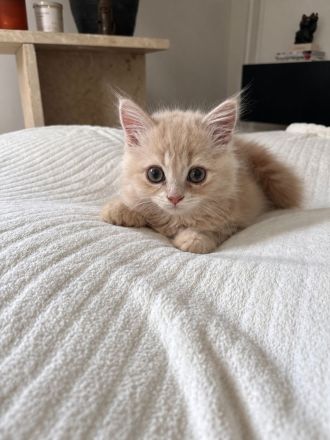BLH Kitten Katzen Kater Creme  Katze