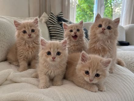BLH Kitten Katzen Kater Creme  Katze