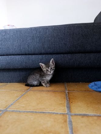 3 Mischlings Kätzchen