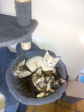 3 Mischlings Kätzchen