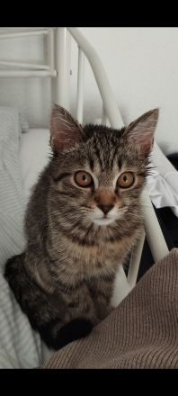Katze