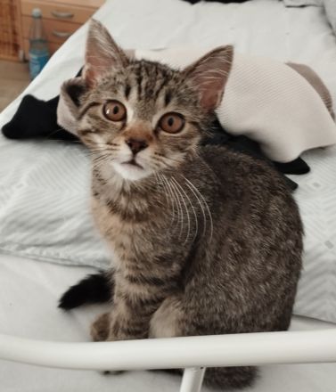 Katze