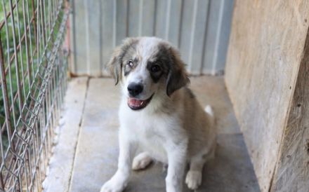 Liam kleiner bezaubernder Hundejunge