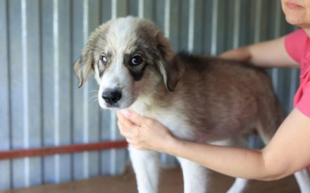 Liam kleiner bezaubernder Hundejunge