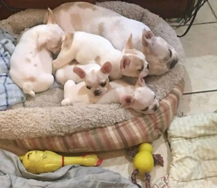 Schöne entzückende Welpen zur Adoption