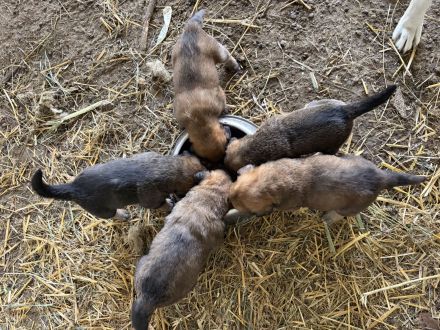 Familien und Hof Hundewelpen