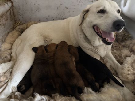 Hof und Familienhundewelpen suchen ihr Zuhause
