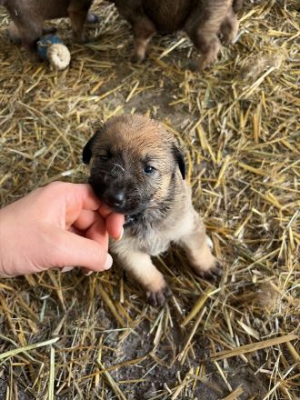 Familien und Hof Hundewelpen