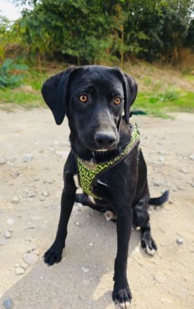 Wunderschöner Labbymix
