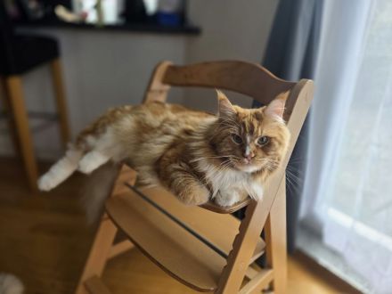 Maine Coon