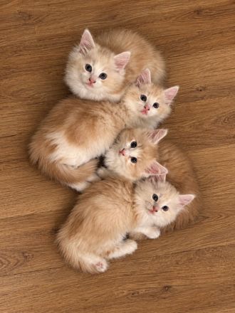 Maine Coon