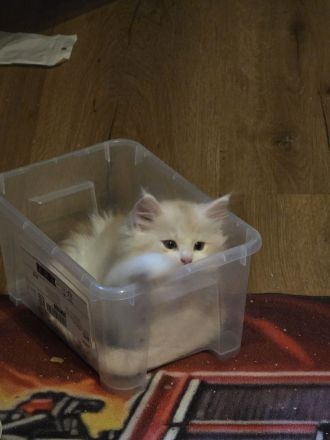 Maine Coon