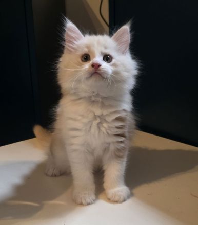Maine Coon