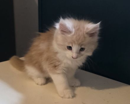 Maine Coon