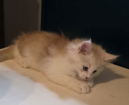 Maine Coon