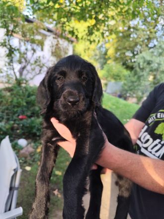 Labradoodle Hündin ab 10.10. bereit zum Ausziehen