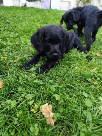 Labradoodle Hündin ab 10.10. bereit zum Ausziehen