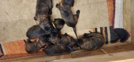 Hannoversche Schweißhund