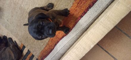 Hannoversche Schweißhund