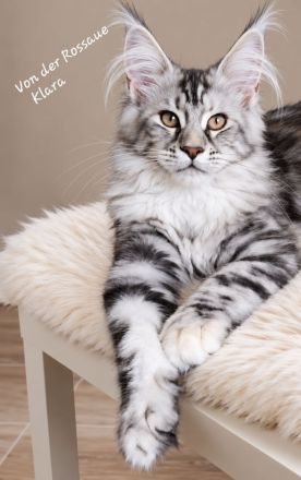 =^..^=Wunderschönes Maine Coon kitten mit Stammbaum aus seriöser Zucht =^..^=