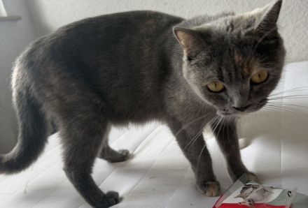 Bkh Kitten in gute Hände abzugeben