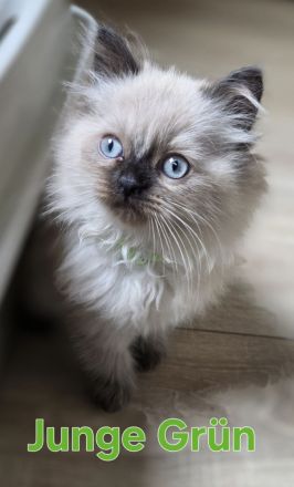 Wunderschöne Heilige Birma Mix Kitten Babykatzen