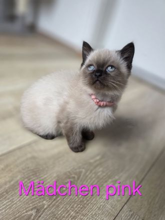 Wunderschöne Heilige Birma Mix Kitten Babykatzen