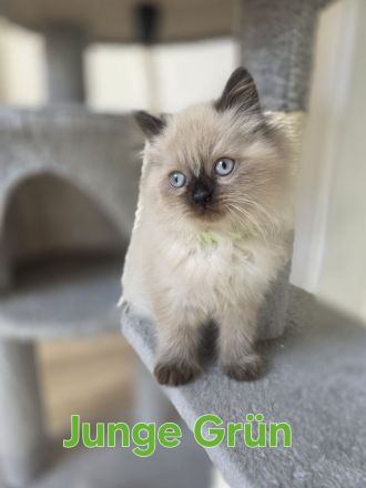 Wunderschöne Heilige Birma Mix Kitten Babykatzen