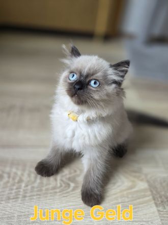 Wunderschöne Heilige Birma Mix Kitten Babykatzen