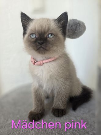 Wunderschöne Heilige Birma Mix Kitten Babykatzen