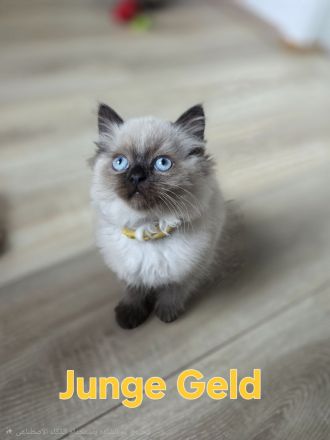 Wunderschöne Heilige Birma Mix Kitten Babykatzen