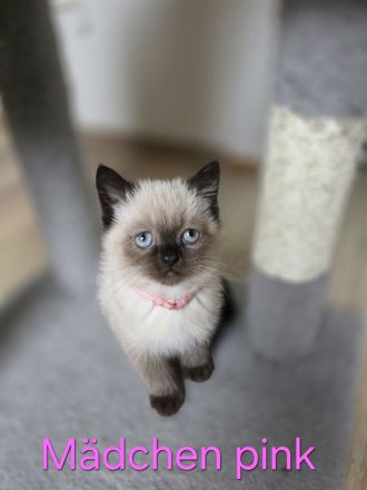 Wunderschöne Heilige Birma Mix Kitten Babykatzen