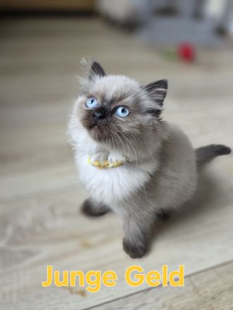 Wunderschöne Heilige Birma Mix Kitten Babykatzen