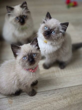 Wunderschöne Heilige Birma Mix Kitten Babykatzen
