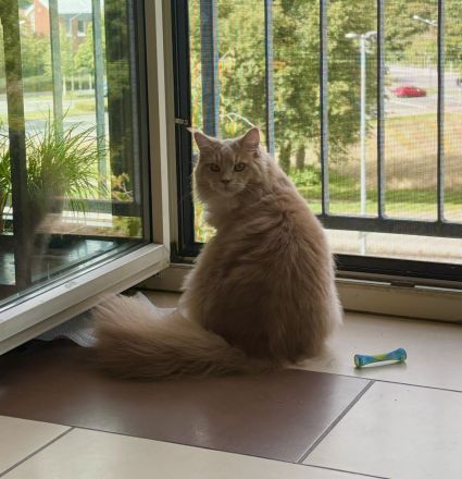 Kleiner Wotan sucht Neues Zuhause