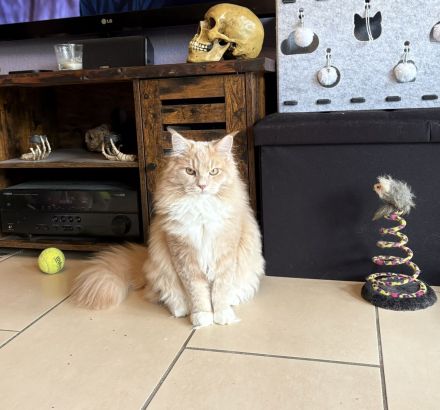 Kleiner Wotan sucht Neues Zuhause