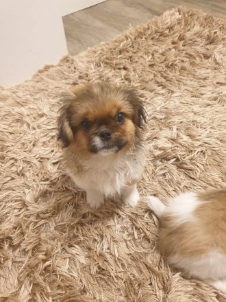 Pekinese Welpen abzugeben