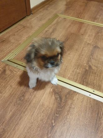 Pekinese Welpen abzugeben