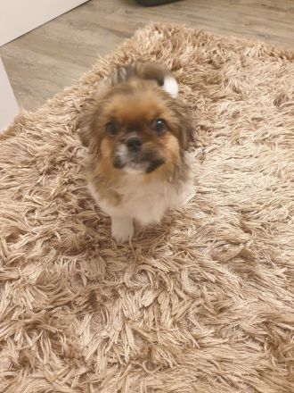Pekinese Welpen abzugeben