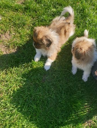 Pekinese Welpen abzugeben