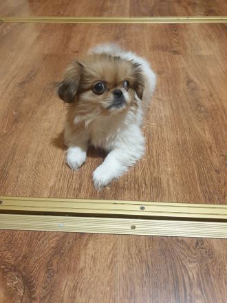 Pekinese Welpen abzugeben